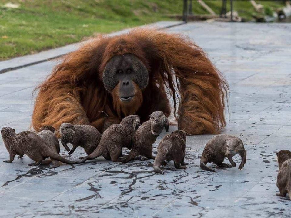 This meme features a photo of a chimpanzee (not an orangutan) with a group of otters. The image shows the chimpanzee sitting on the ground with its arms wrapped around the otters, who are all facing away from the camera. The text accompanying the image reads "When you're trying to chill with your friends but the otters are being extra".